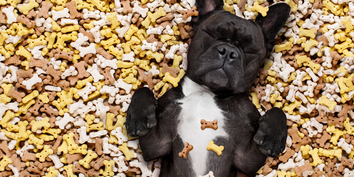 Apple and Cheddar Dog Biscuits OUTSHINE Outshine Co.