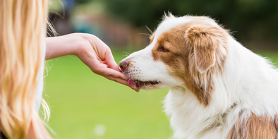 Chicken and Spinach Dog Treats | OUTSHINE