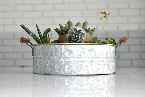 Silver galvanized metal tray with wood handles displaying succulent garden. On white background. 